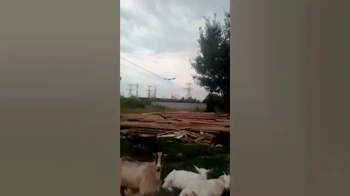 Вороны черные,огромные